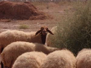 A Farmer's Story on Natural Sheep Grazing for the Jericho Date Company