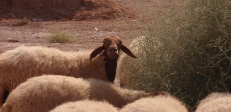 sheep-jericho.jpg