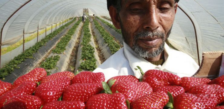strawberry-west-bank.jpg