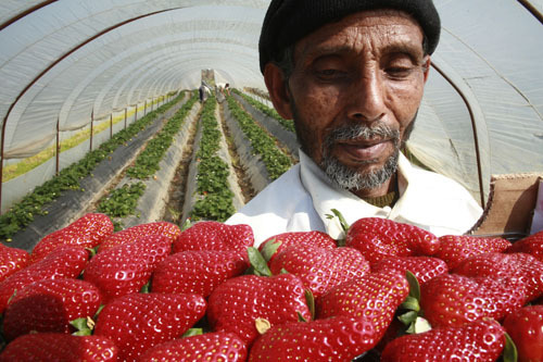 strawberry-west-bank