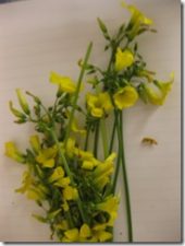 Five Edible Wild Plants You Can Pick Yourself