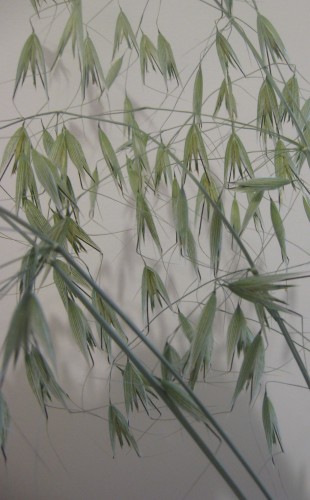 oatstraw tea wild oats