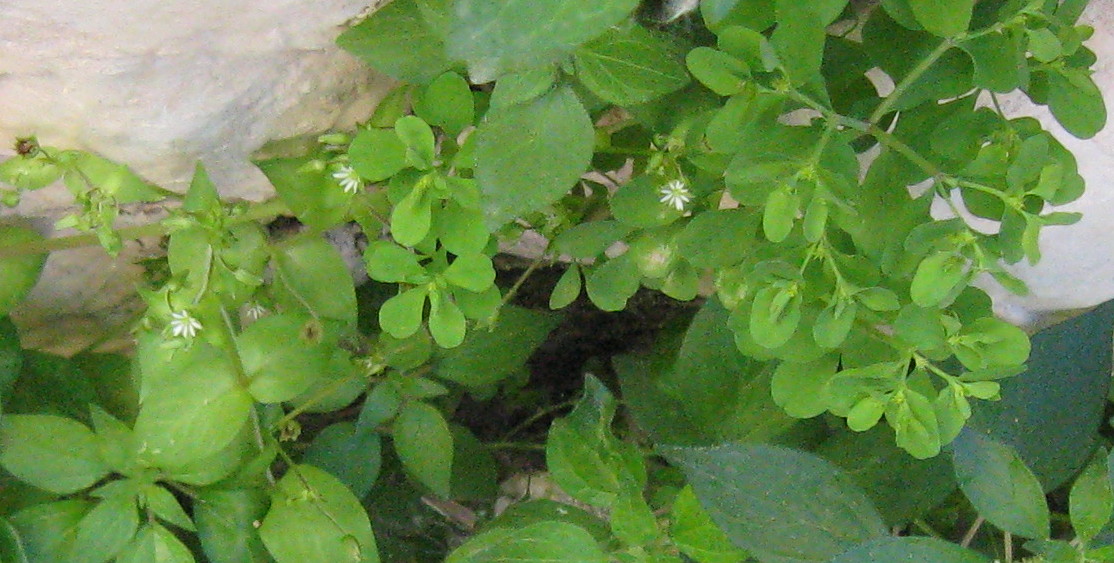 Chickweed is a weed, but it's also a medicine and food and it helps fight acne