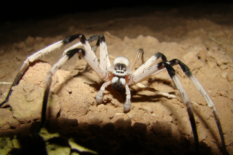 "Leggy" New Spider Found in the Sands of Samar, the Largest in the Middle East