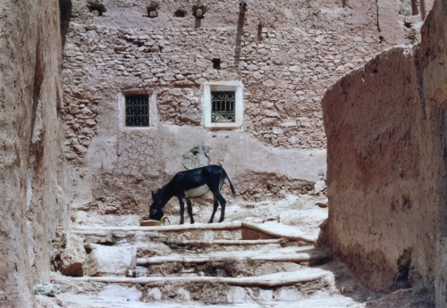 morocco donkey drinking water photo