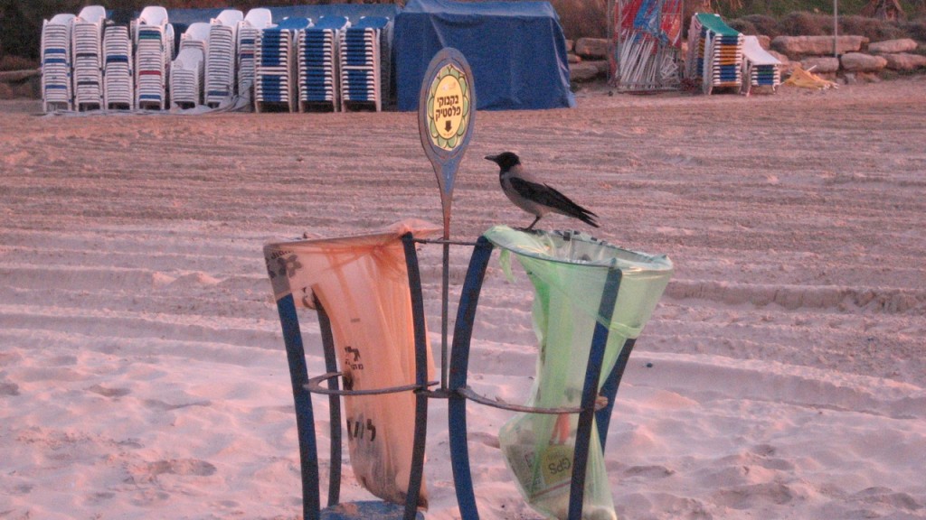 recycle plastic bottles israel tel aviv beach photo crow
