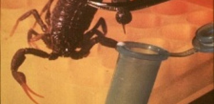 scorpion-venom-pesticide.jpg