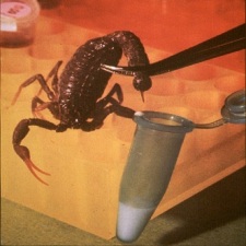 A Deadly Scorpion Provides a Safe Pesticide