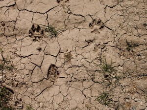 Solar Energy Developers Find Themselves in Green Versus Green Debate Over Coyote Land