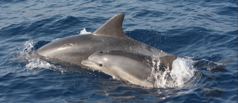 Commercial Fishing in Mediterranean Endangering Dolphins