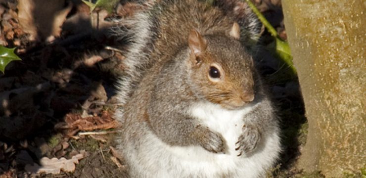fat-squirrel.jpg