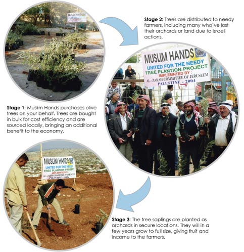 olive trees palestine