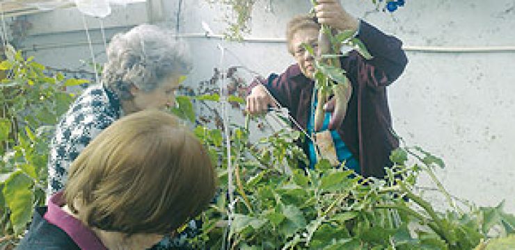neveh-amit-retirement-organic-garden.jpg