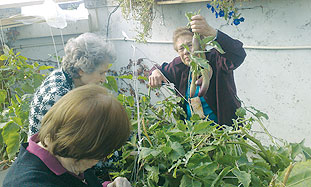 Organic Garden at Neveh Amit Retirement Home Keeps Centenarians and the Environment Healthy