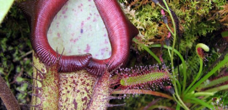 purple-carnivorous-plant-photo-drug-fungus.jpg