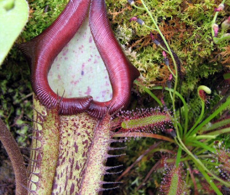 Sticky Liquid in Carnivorous Plant Could be Organic Fungus Fighter in Hospitals