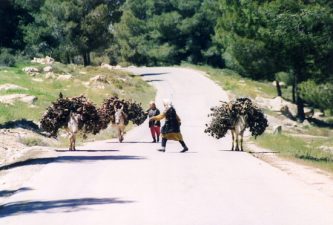 Forests may not be the greatest carbon sinks – here’s why