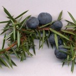 juniper berries