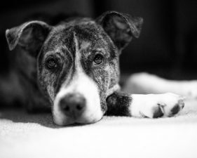 11 Things I Learned From My Dog