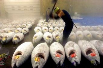 Doha Conference Defeats Tuna Ban, But You Can Still Do Your Part for Charlie