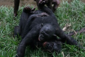 Monkey love: When Females Rule fornication, Mother Earth Delights