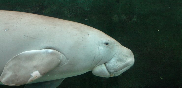 dugong-australia.jpg