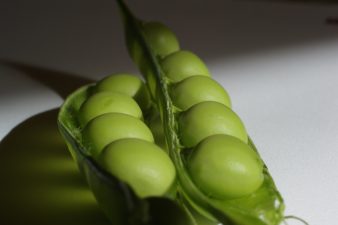 A New Solar Energy Source from the Common Pea