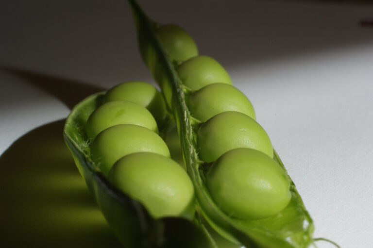 A New Solar Energy Source from the Common Pea