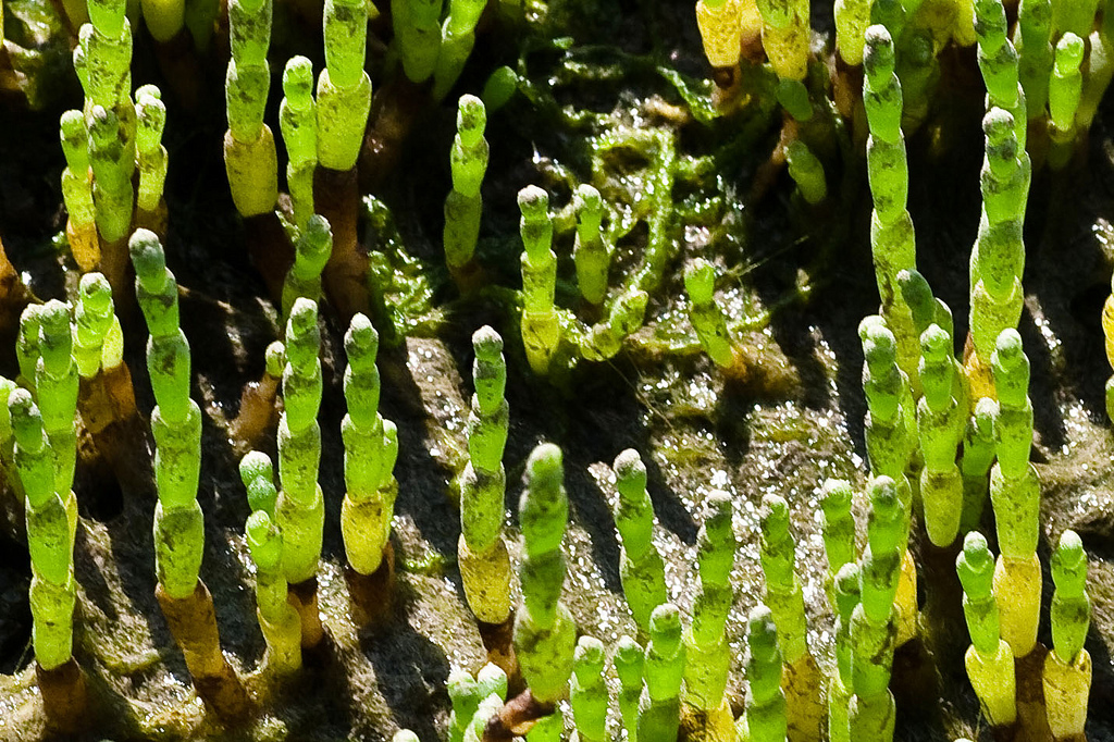 samphire for biofuel image