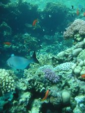 Egypt Tries to Attract Eco-Tourists to Sharm el-Sheikh With Promises of Carbon Neutrality