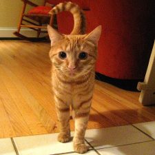 12 Things I've Learned About Human Nature From My Cats (Slideshow) 12 Things I've Learned About Human Nature From My Cats (Slideshow)