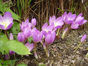 Are You Growing Poison In Your Garden?