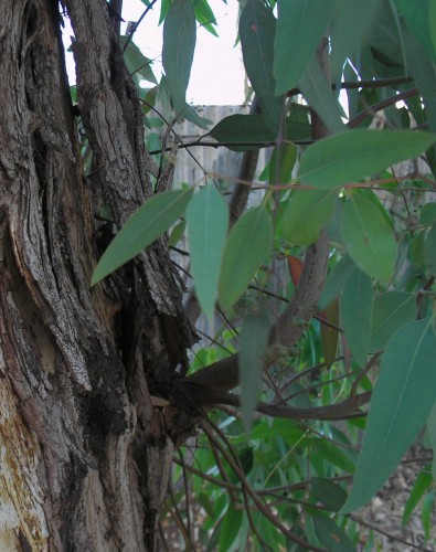 Eucalyptus tree and leaves
