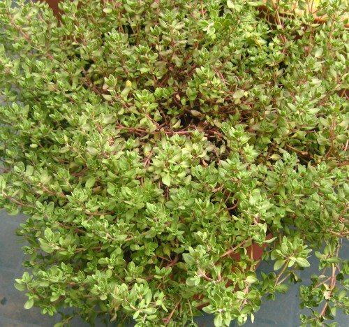 lemon-thyme