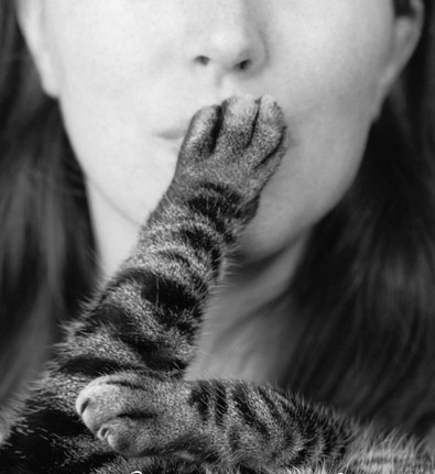 cats 9 lives cute kittens