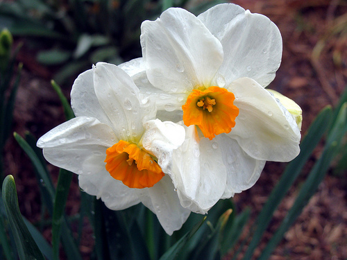 Daffodils are toxic too.