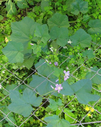 flowering mallows