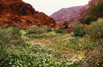 Saudi Arabia to Build Musma Park – The Mideast's Largest Environmental Tourism Park