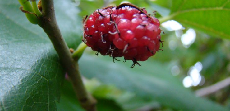 mulberry-chutney-recipe.jpg