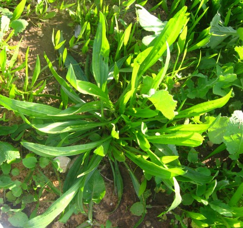 stand of wild plantain