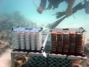 Rebuilding Abu Dhabi's Coral Reefs One Disc at a Time