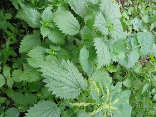 image-nettles