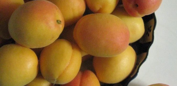 apricots-in-bowl-+-21.jpg