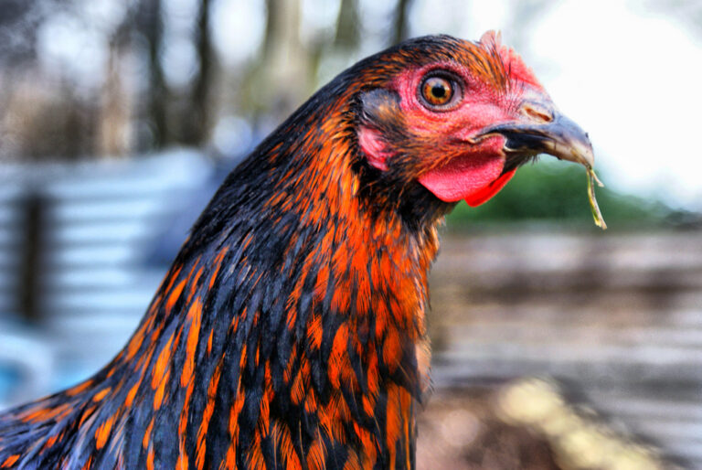 Renewed Avian Flu Scare Prompts West Bank Chicken Cull