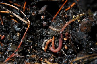 Meet Your Garden's Best Friend, The Earthworm