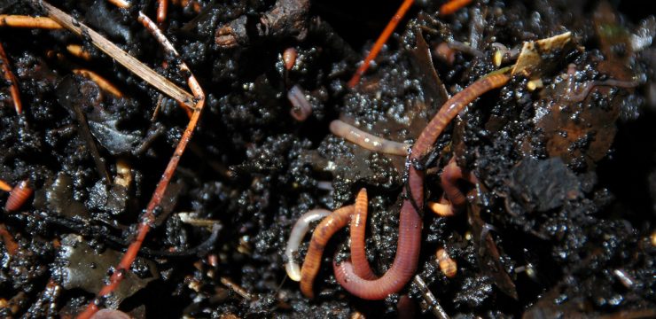 earthworm-garden-compost.jpg