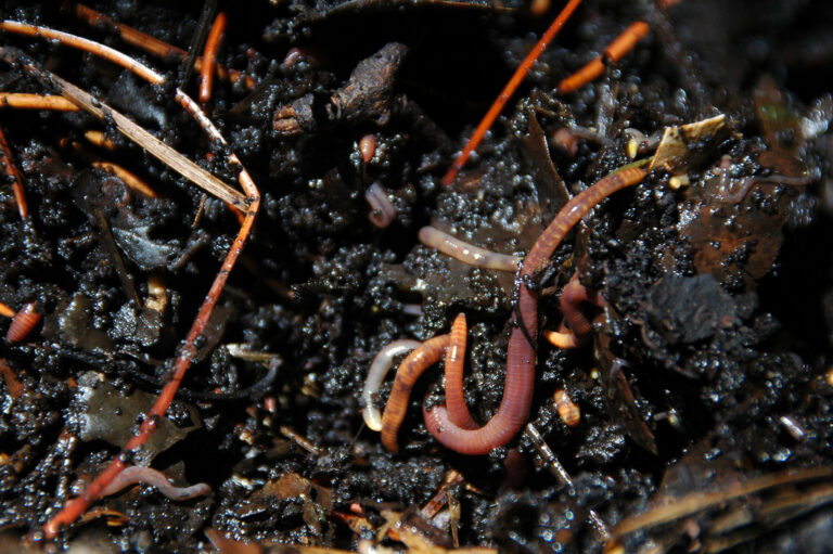 Meet Your Garden's Best Friend, The Earthworm