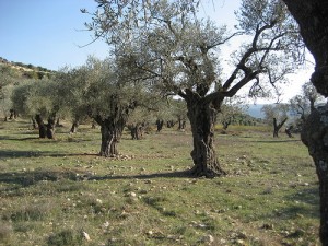 Eco-Activist Yeshiva Offers Summer Session That Brings Torah Down to Earth