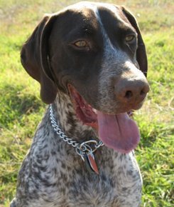 german short haired pointer richie adopted puppy dog