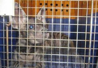 Endangered Baboons and Hyenas Rescued from Private Home in Abu Dhabi